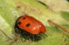 Cryptocephalus loreyi